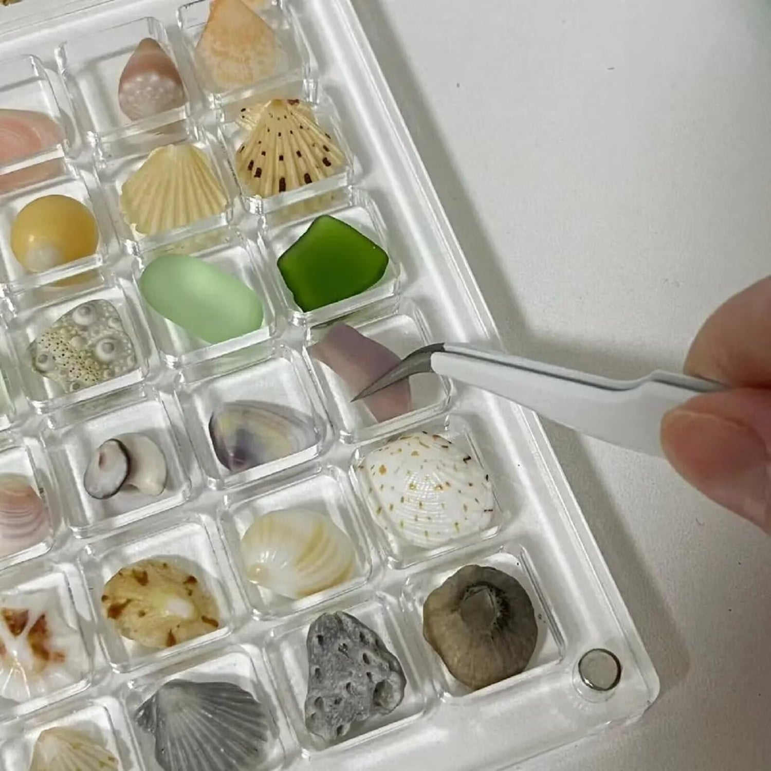 SUPSCH305 Acrylic Magnetic Seashell Display Box